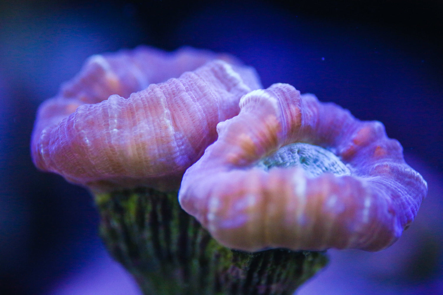 Candycanes - Royal Reef