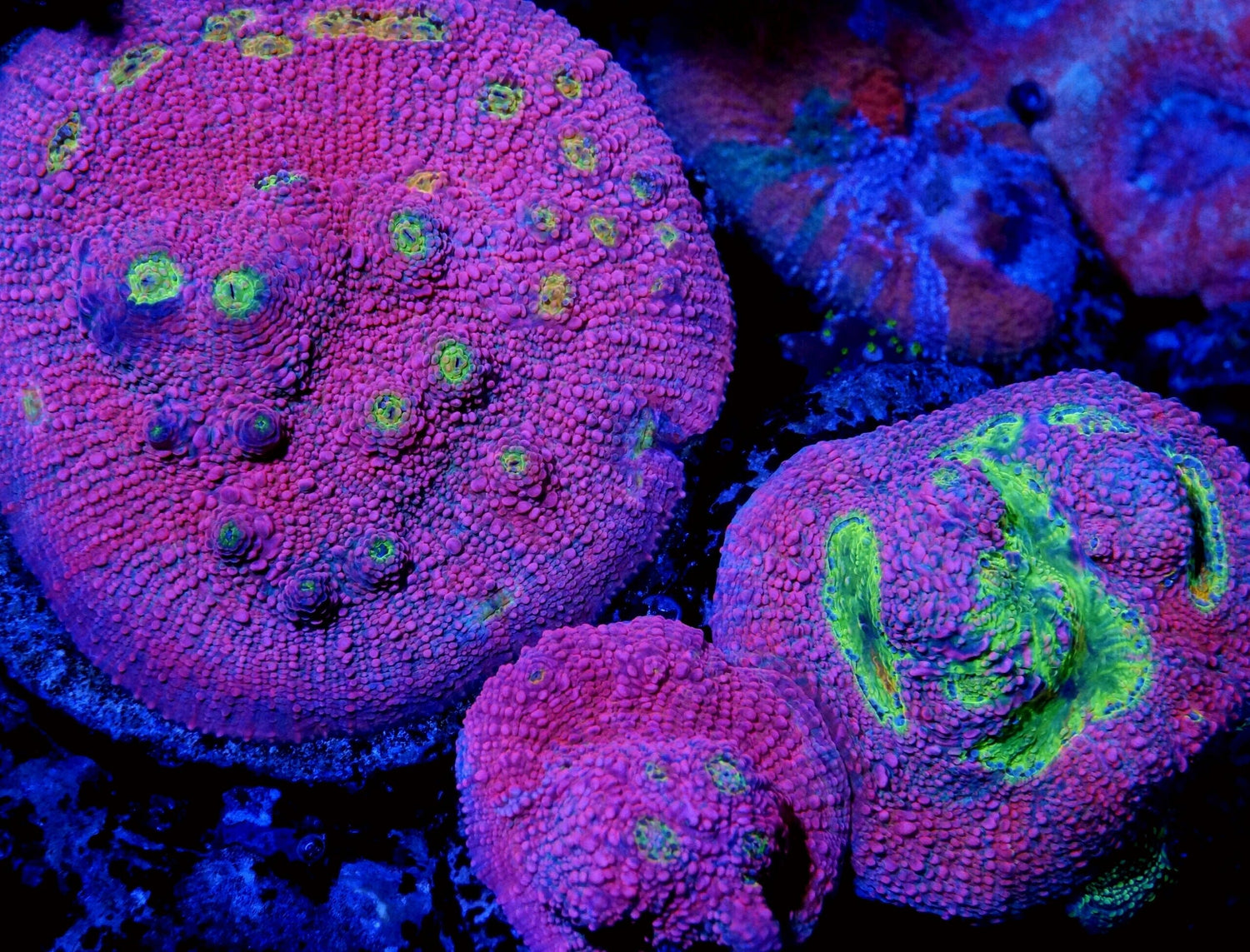 Chalice - Royal Reef
