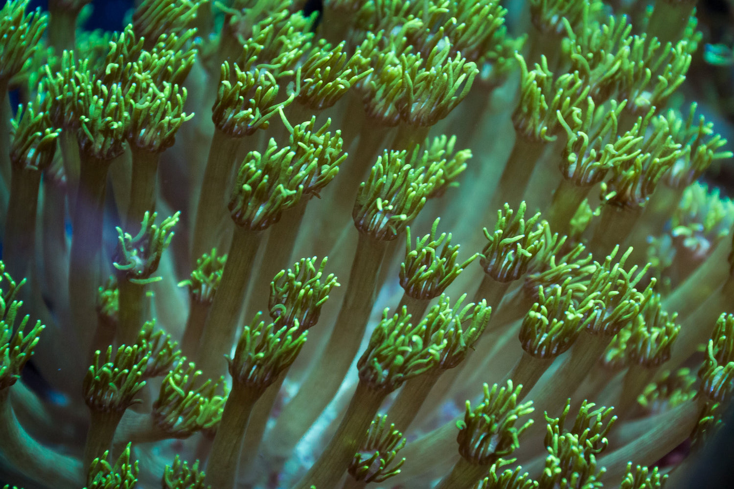 Goniopora - Royal Reef