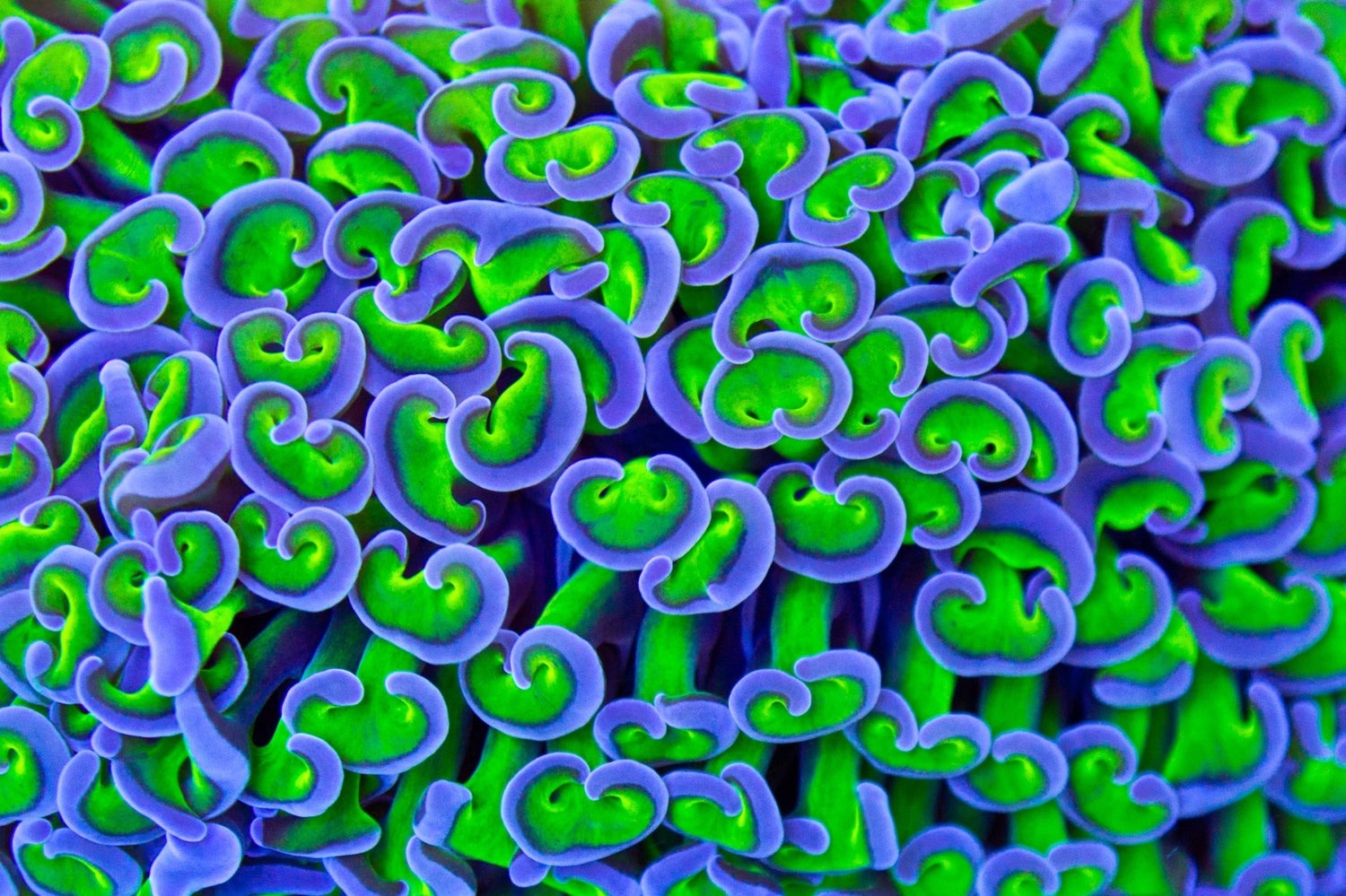 Hammers - Royal Reef