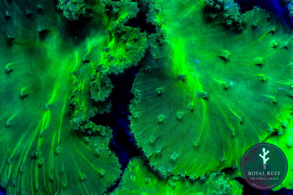 Soft Corals For Sale UK | Easy Care Coral Frags | Royal Reef