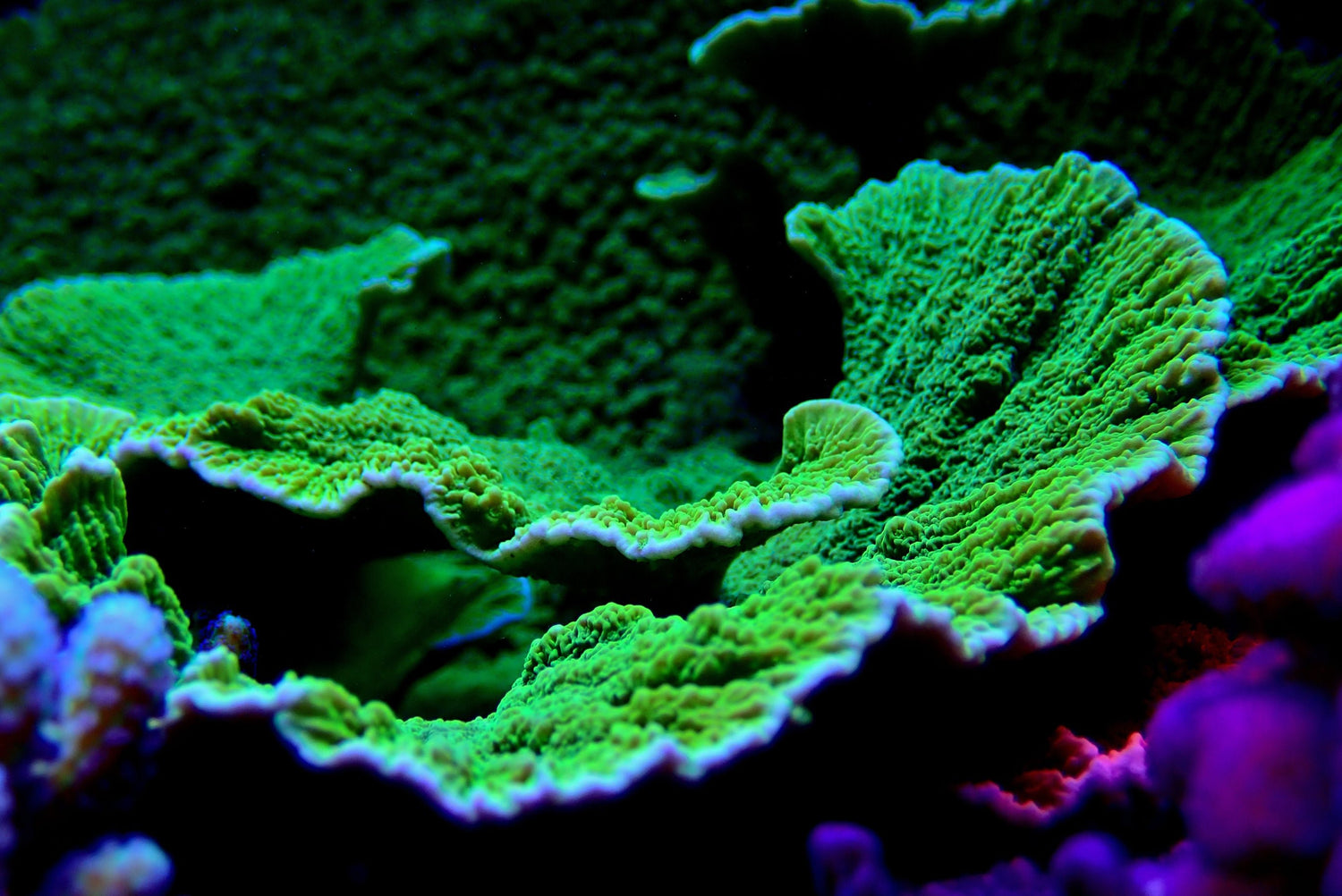Montipora Plating - Royal Reef