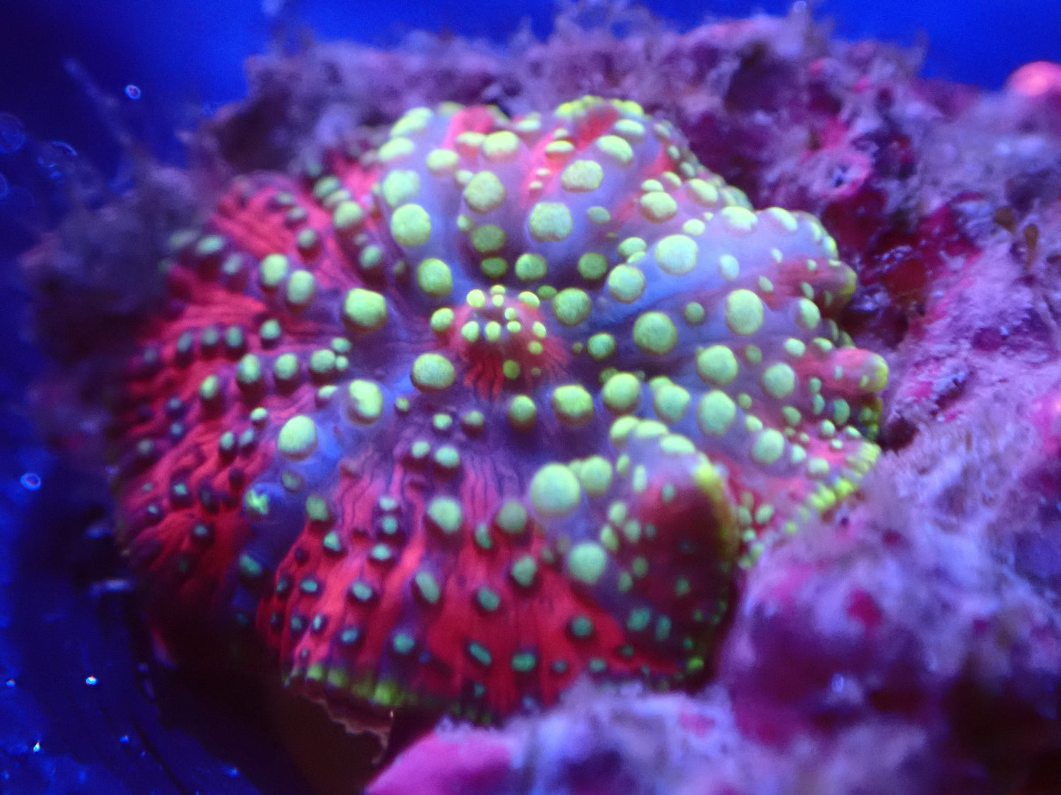 Mushrooms - Royal Reef