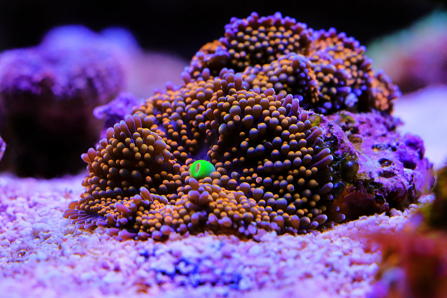 Soft corals - Royal Reef