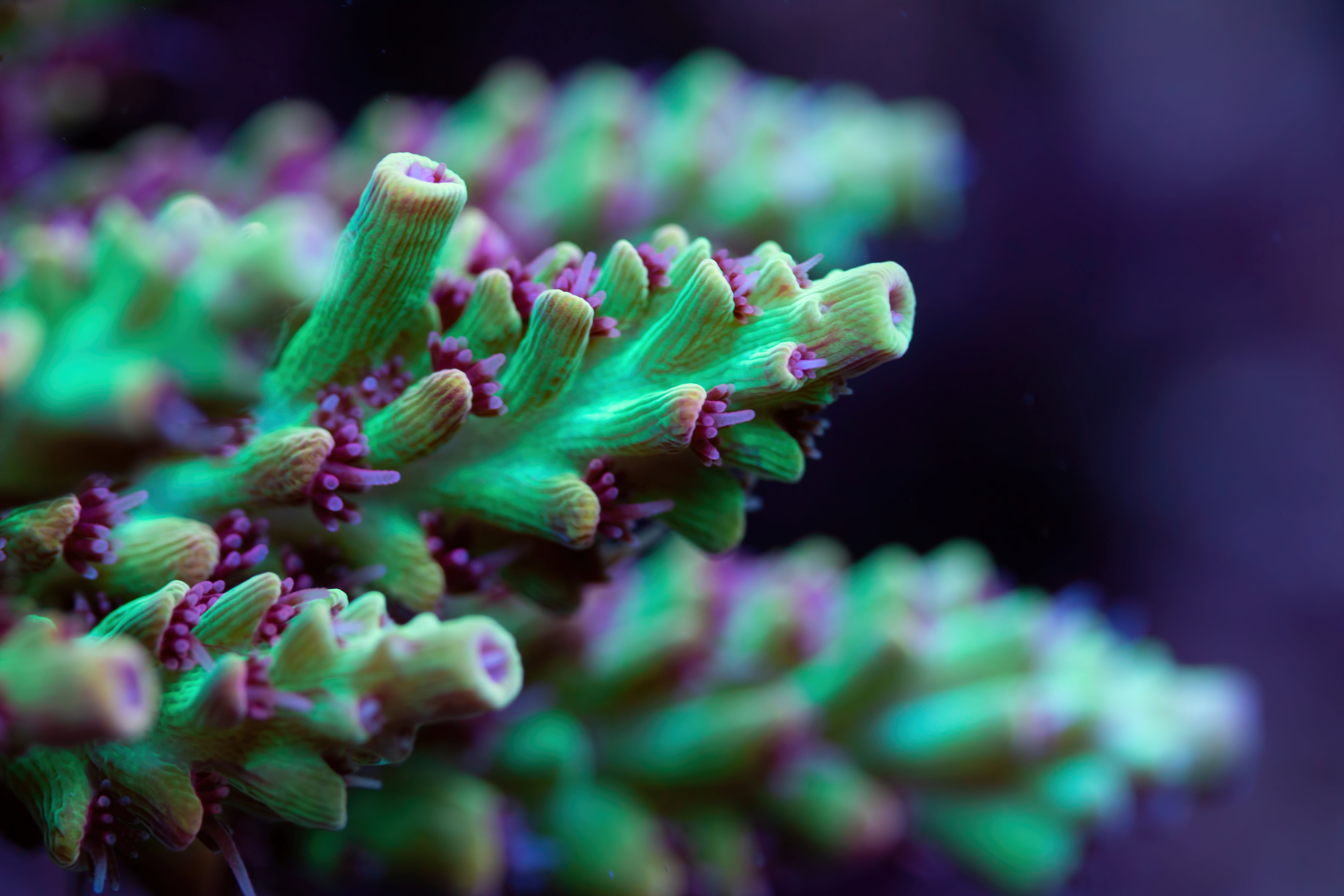 Forest Green Acropora