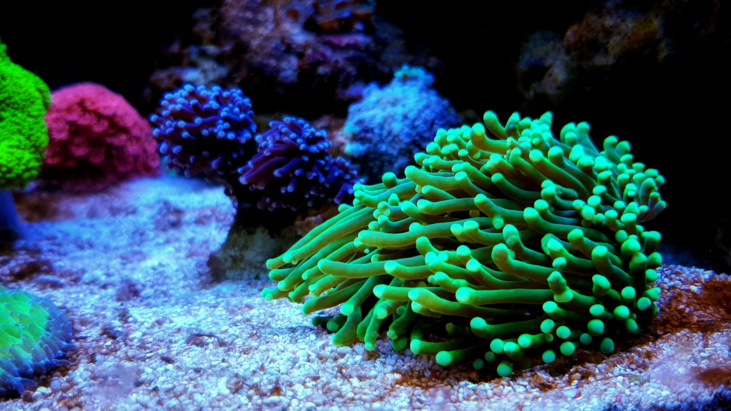 Torches - Royal Reef