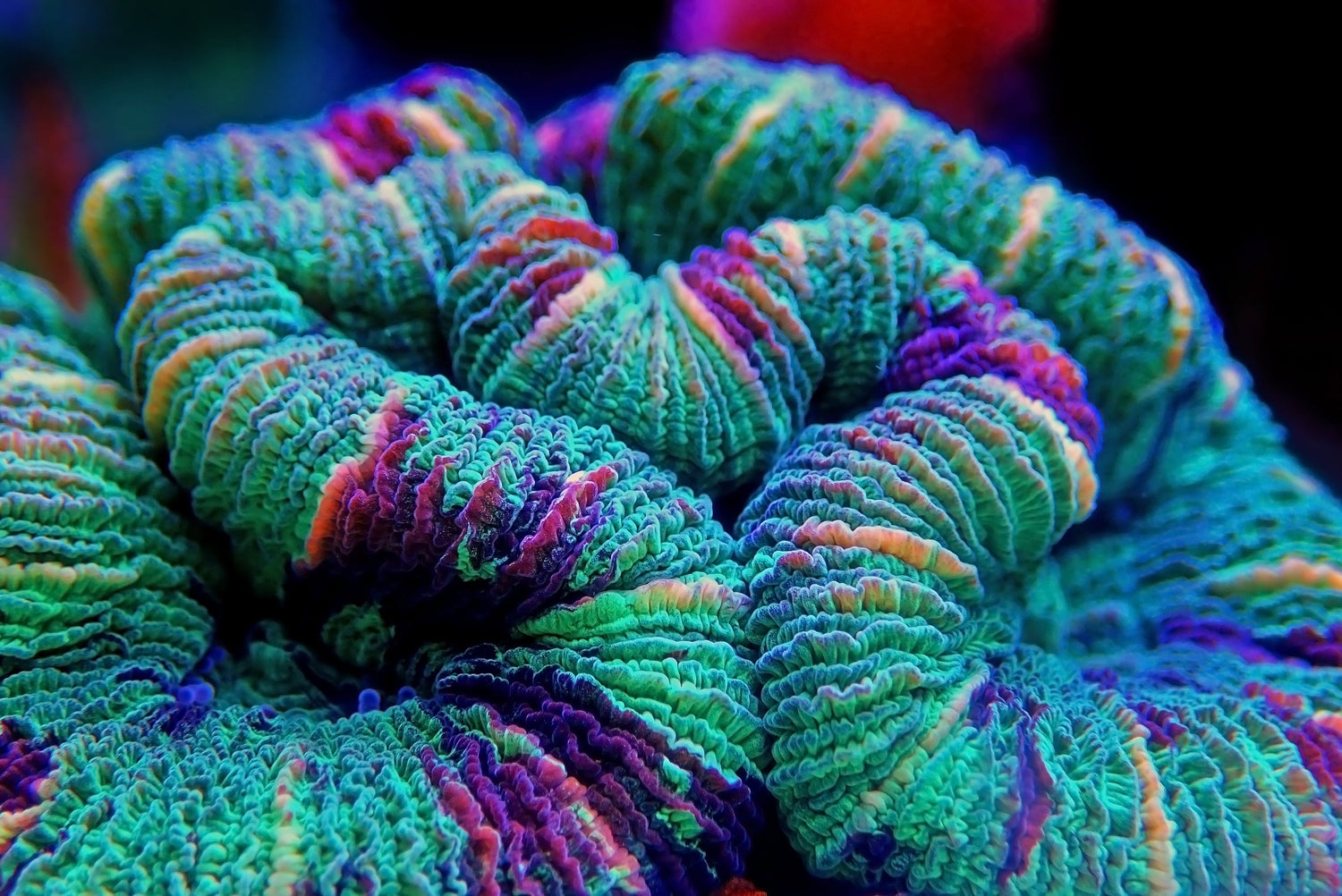 Trachyphyllia - Royal Reef