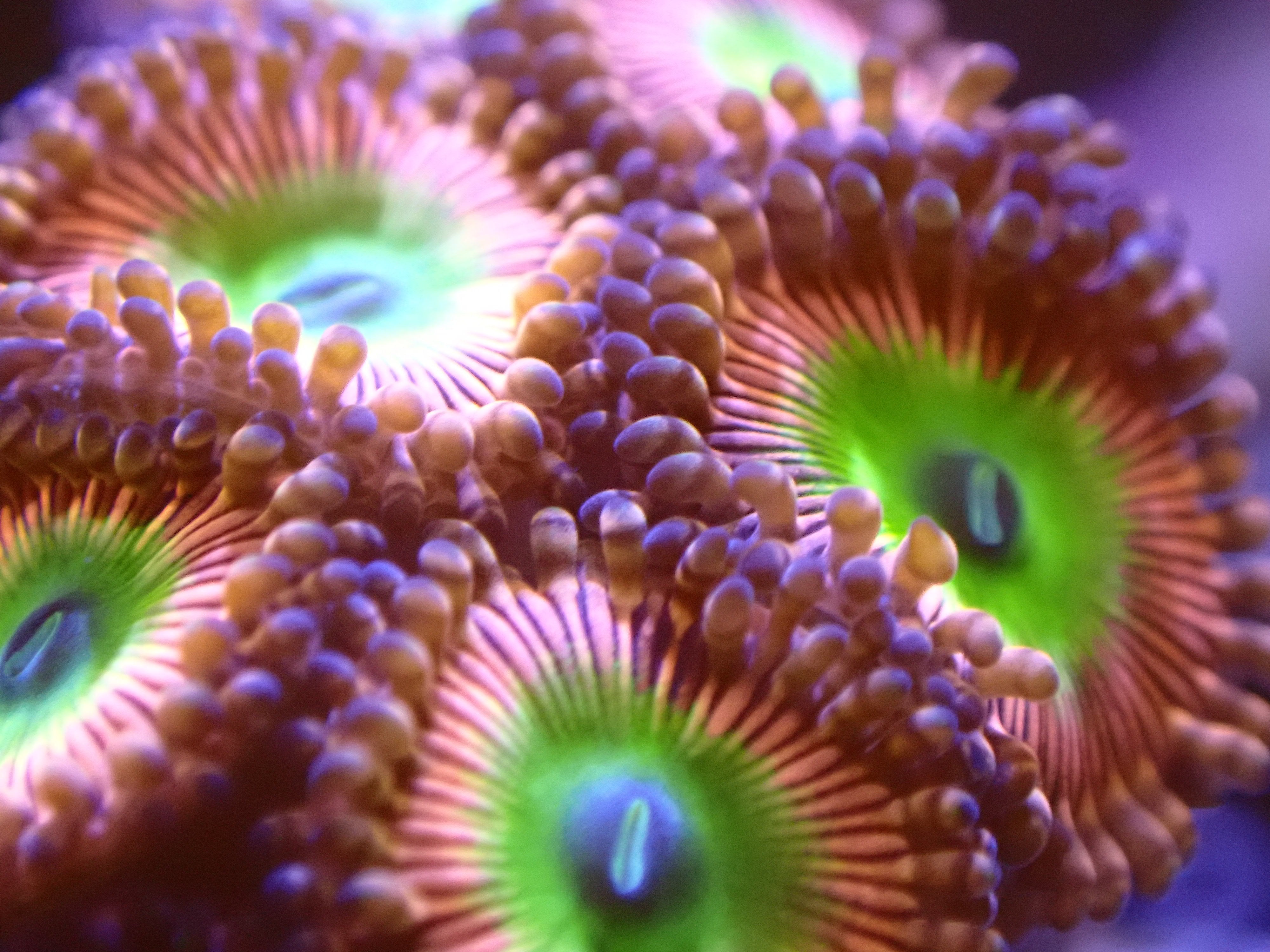 Zoa / Zoanthids – Royal Reef