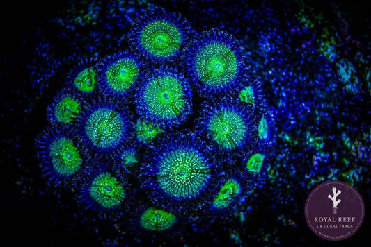 Close-up of vibrant green and blue zoanthid coral polyps under aquarium lighting.