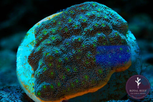 Mint green Echinopora lamellosa coral frag under aquarium lighting