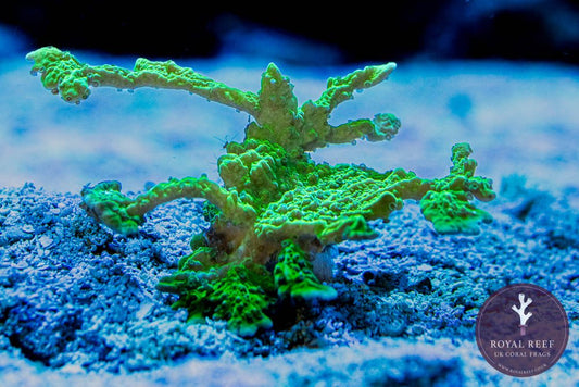 ELC Green Branching Montipora Coral - Royal Reef