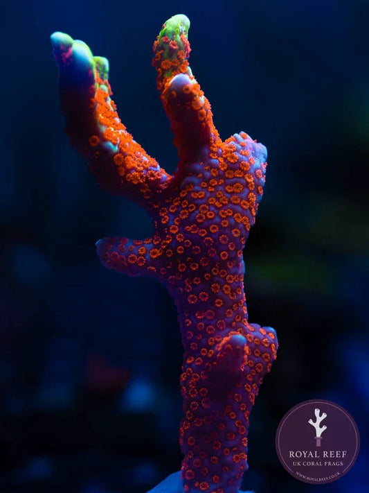 Bright orange and green Montipora coral frag under aquarium lighting