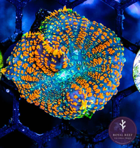 Vibrant Forest Fire Rhodactis mushroom coral with bright orange and green polyps under aquarium lighting.