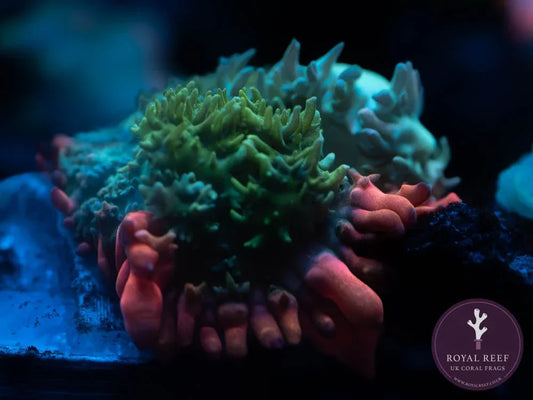 Frankenstein Rhodactis mushroom coral with green and orange textured polyps under aquarium lighting.