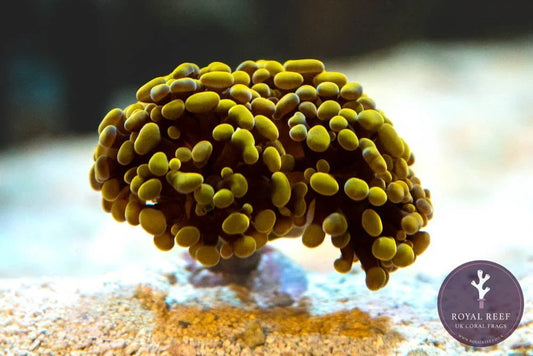 Gold branching hammer coral frag with yellow-green polyps in a marine aquarium