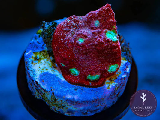 Golden Eye Echinophyllia chalice coral frag with bright red and neon green spots under aquarium lighting