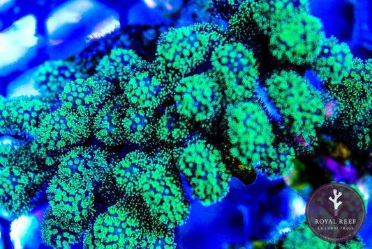 Bright green Pocillopora coral colony under aquarium lighting, close-up view