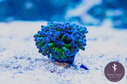 Green and purple hammer coral frag on sandy aquarium substrate, vibrant aquarium coral.