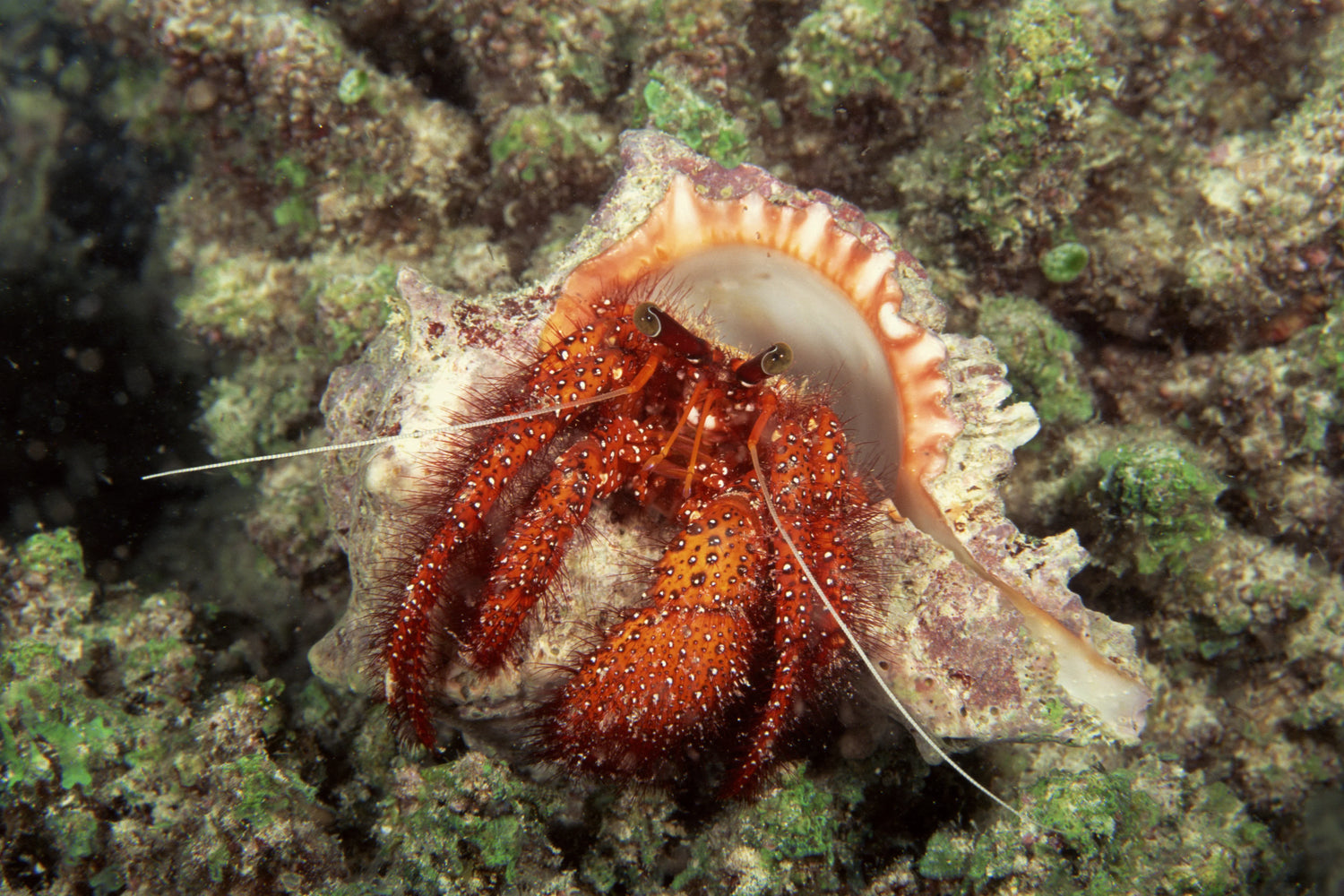 Hermit crab with orange legs in a seashell on rocky, algae-covered coral reef.