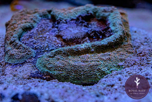 Close-up of Hollywood Stunner chalice coral, vibrant green and textured, on aquarium substrate.