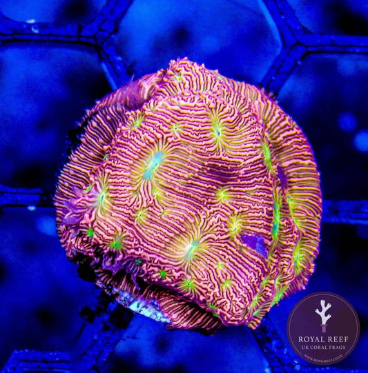 Vivid orange and yellow Jack-O-Lantern Leptoseris coral frag under blue aquarium lighting
