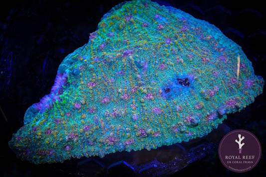 Vibrant aquacultured LPS coral frag with bright green, yellow, and purple polyps in aquarium