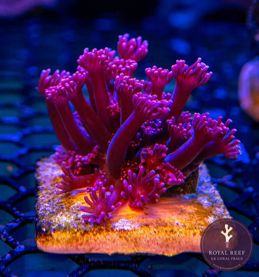 Long red Goniopora coral frag with extended polyps on frag plug under aquarium lighting