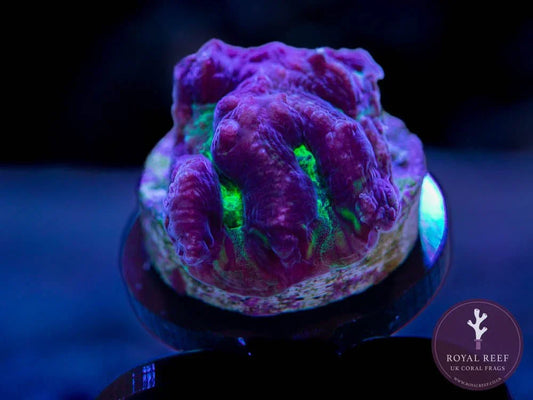 Close-up of a vibrant purple and green maze coral frag under aquarium lighting.