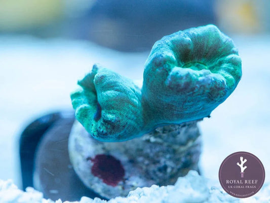 Mint green coral frag with unique curved structure on aquarium substrate, close-up