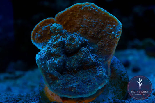 Mint green chalice coral frag under aquarium lighting, textured surface, on rocky substrate