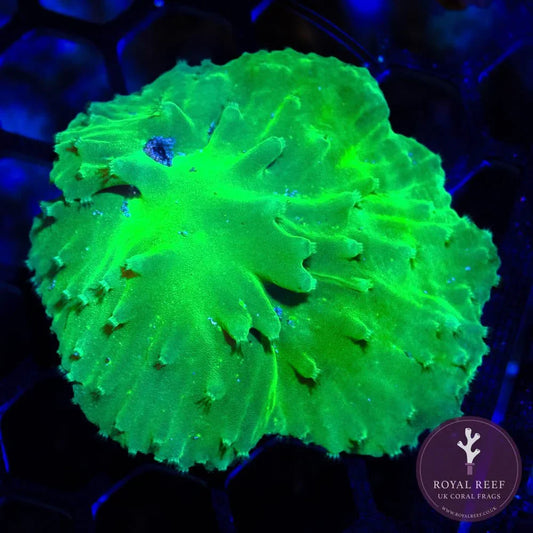 Neon green cabbage leather coral frag under aquarium lighting, vivid marine coral close-up