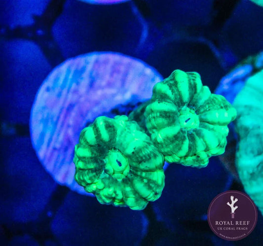 Neon green candy cane coral frag under aquarium LED light, vibrant and healthy polyp heads