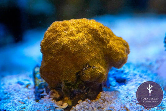 Bright orange Leptoseris coral frag on reef substrate, underwater close-up
