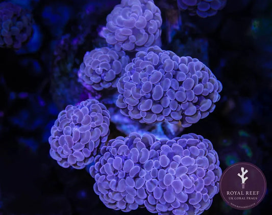 Close-up of vibrant purple bubble coral in an aquarium setting
