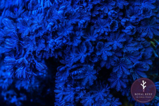 Close-up of vibrant blue pulsing Xenia soft coral with feather-like polyps underwater