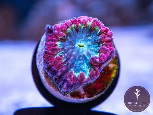 Red Blasto coral with vibrant green center and two heads on frag plug, aquarium coral