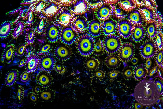 Close-up of vibrant Scrambled Egg Zoanthid coral colony under aquarium lighting.