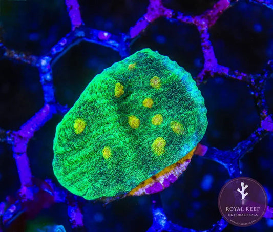 Vibrant green and yellow chalice coral frag under blue aquarium lighting on frag rack