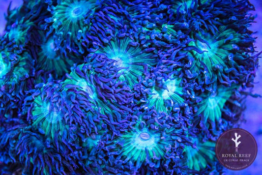 Close-up of vibrant green and blue Duncan coral polyps in a reef aquarium