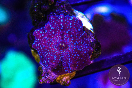 Superman Discosoma (Single Leaf) - Royal Reef