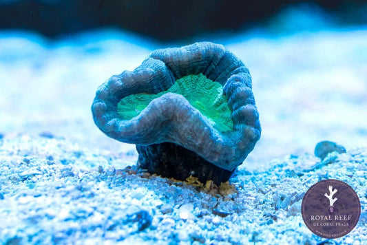 Two-tone candy cane coral with green center and blue outer rim on sandy aquarium substrate