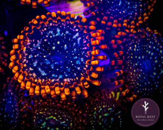 Utter Choas Zoa 3+ Heads - Royal Reef