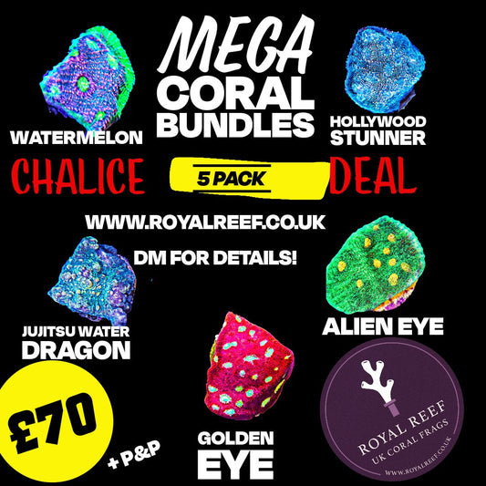 Chalice CORAL 5 PACK - Royal Reef