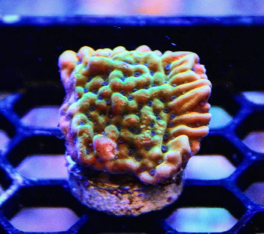 Colorful Montipora coral frag with vibrant green and orange polyps on frag plug, aquarium setting