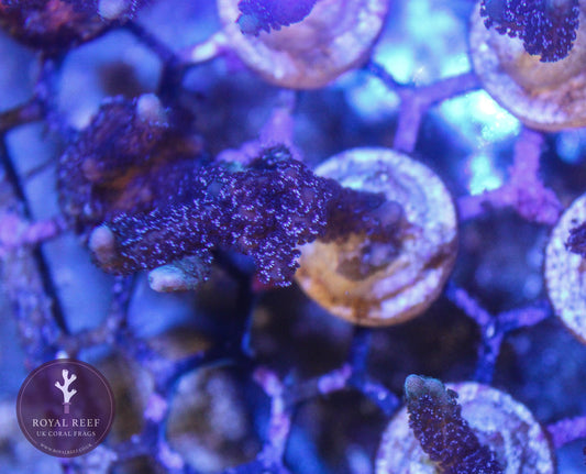 German Blue Digiata Montipora coral frag with vivid purple polyps under aquarium lighting