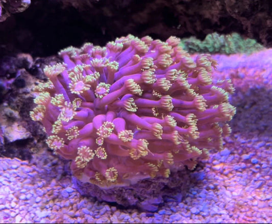Golden Inferno Goniopora coral with vibrant purple polyps and yellow tips in reef aquarium