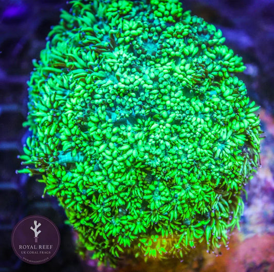 Bright green Goniopora coral colony with extended polyps in a marine aquarium setting