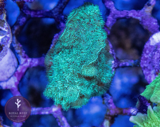Green Pavona coral frag with detailed texture under aquarium lighting
