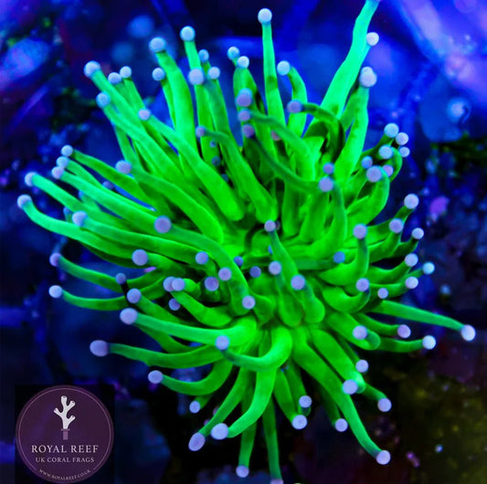 Green torch coral with vibrant purple tips under aquarium lighting