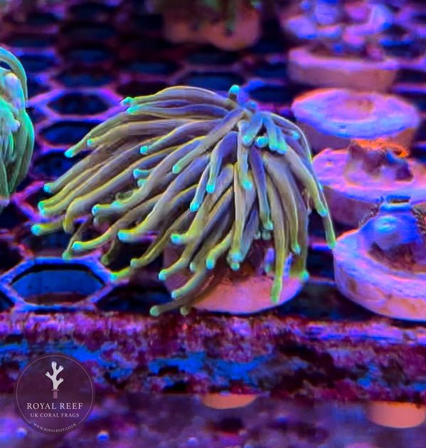 Holy Moly Torch Coral Royal Reef